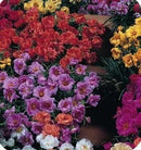 Cornucopia Moss Rose Double Flowered Mixed Colors - 15032