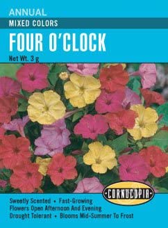 Cornucopia Four O'Clock Mixed Colors - 15015
