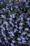 Cornucopia Lobelia Crystal Palace - 15022