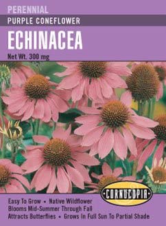 Cornucopia Echinacea Purple Coneflower - 15014