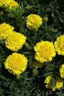 Cornucopia Marigold Lemondrop - 15025