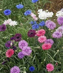 Cornucopia Bachelor's Button Heirloom Polka Dot Mixed - 14995