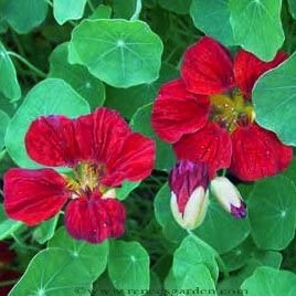 Cornucopia Nasturtium Empress of India - 15034