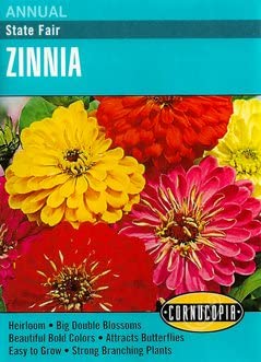 Cornucopia Zinnia State Fair - 15099