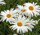 Cornucopia Shasta Daisy Alaska - 15012