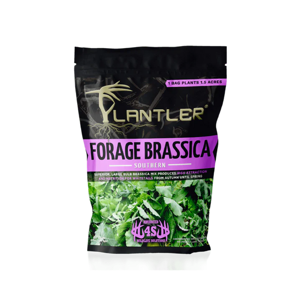 4s Forage Brassica - 14555
