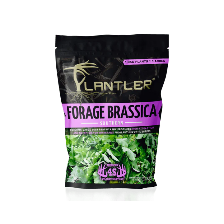 4s Forage Brassica - 14555