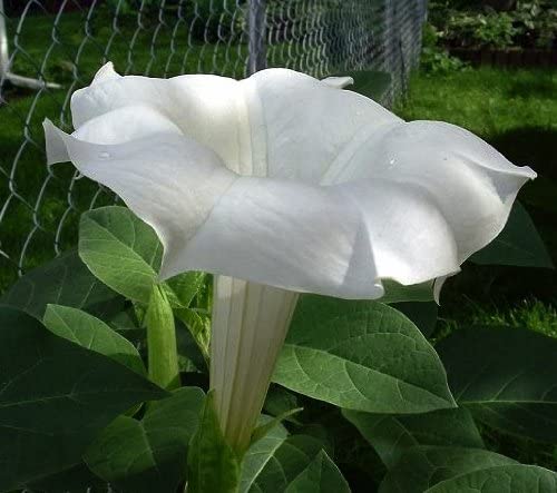 Cornucopia Moonflower Scented White - 15027