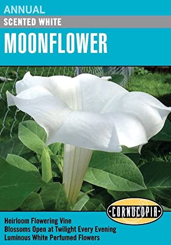 Cornucopia Moonflower Scented White - 15027