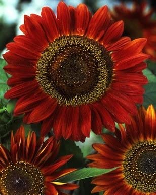 Cornucopia Sunflower Velvet Queen - 15091