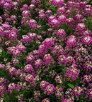 Cornucopia Alyssum Rosie O'Day - 14991