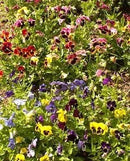 Cornucopia Pansy Swiss Giants Mixed Colors - 15070