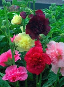 Cornucopia Hollyhock Summer Carnival Mixed Colors - 15020