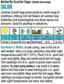 Cornucopia Salvia Butterfly Scarlet Sage - 15083