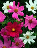 Cornucopia Cosmos Sensation Mixed Colors - 15005