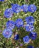 Cornucopia Bachelor's Button Blue Cornflowers - 14993