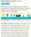 Cornucopia Sunflower Velvet Queen - 15091