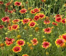 Cornucopia Gaillardia Grandiflora Mixed Colors - 15017
