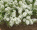 Cornucopia Alyssum Heirloom Carpet of Snow - 14992