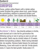 Cornucopia Coreopsis Sunburst - 15000