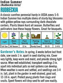 Cornucopia Rudbeckia Indian Summer - 15082