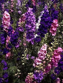 Cornucopia Larkspur Giant Imperial Mixed Colors - 15021