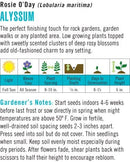Cornucopia Alyssum Rosie O'Day - 14991