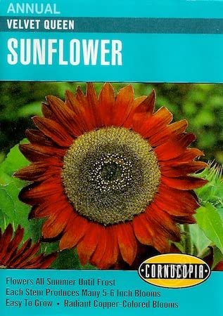 Cornucopia Sunflower Velvet Queen - 15091