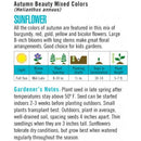 Cornucopia Sunflower Giant Sungold - 15086