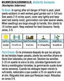 Cornucopia Butterfly Milkweed Heirloom Asclepias - 14994