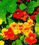 Cornucopia Nasturtium Jewel Mixed Colors - 15037
