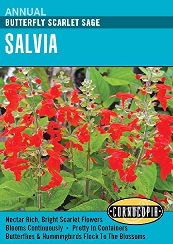Cornucopia Salvia Butterfly Scarlet Sage - 15083