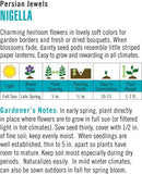 Cornucopia Nigella Persian Jewels - 15056