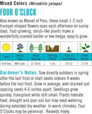 Cornucopia Four O'Clock Mixed Colors - 15015