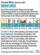 Cornucopia Moonflower Scented White - 15027