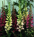 Cornucopia Foxglove Excelsior Mixed Colors - 15016