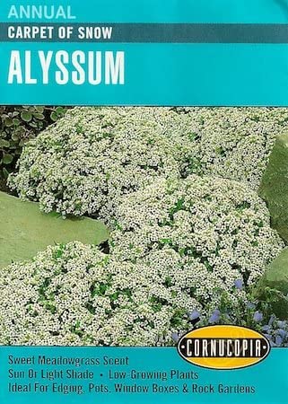 Cornucopia Alyssum Heirloom Carpet of Snow - 14992