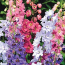 Cornucopia Delphinium Pacific Giants Mixed Colors - 15013