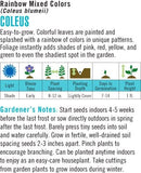 Cornucopia Coleus Rainbow Mixed Colors - 14999
