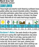 Cornucopia Sunflower Mardi Gras Tall - 15087