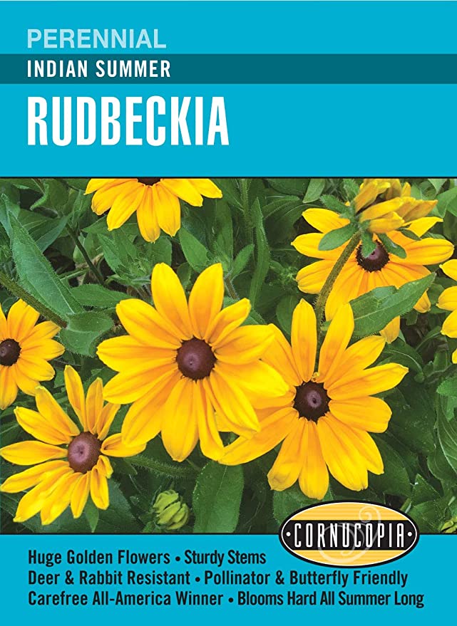 Cornucopia Rudbeckia Indian Summer - 15082