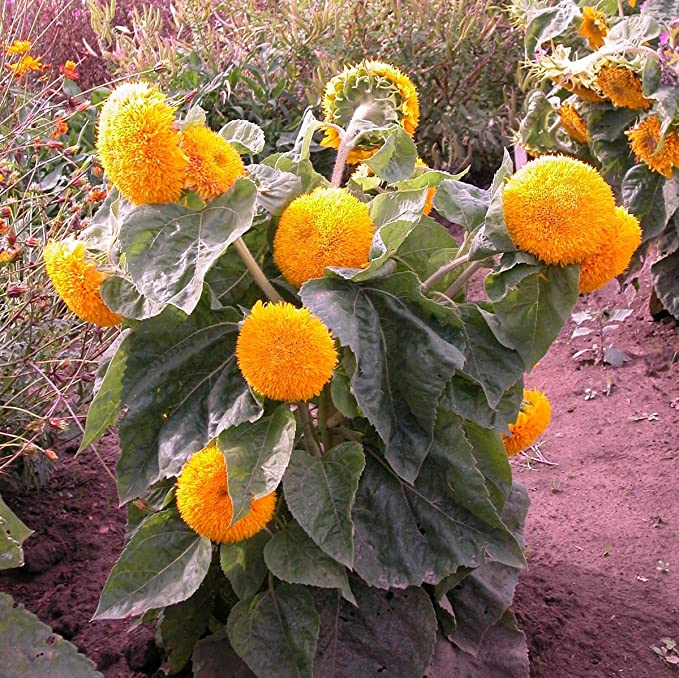 Cornucopia Sunflower Giant Sungold - 15086