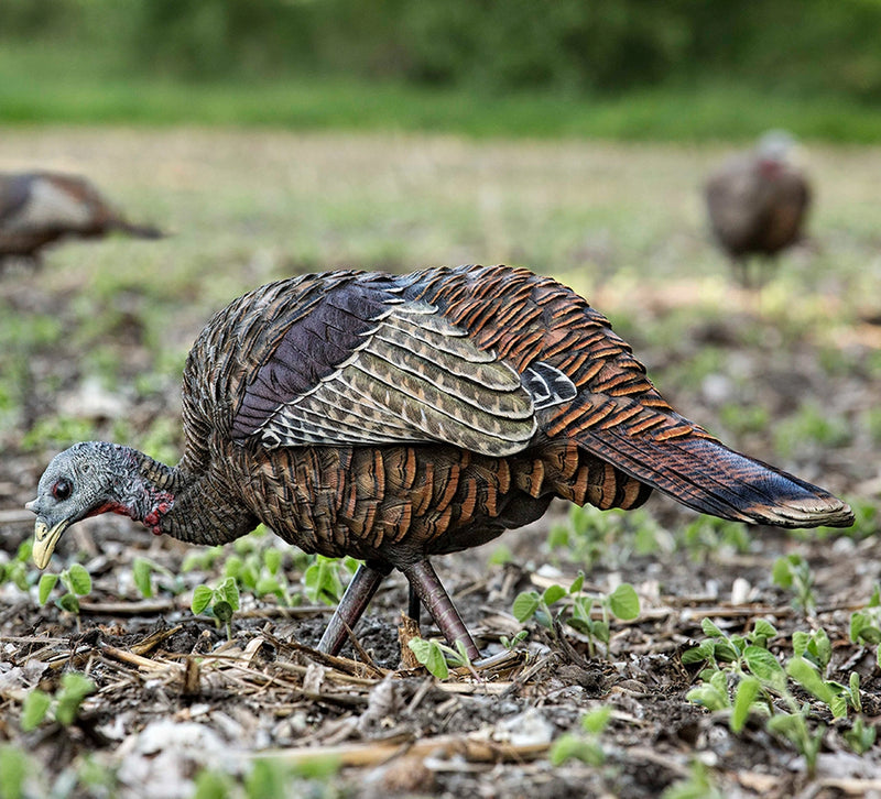 Avian LCD Feeding Hen - 10536