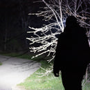 Black Fire Rechargeable 2 Colo - 13357