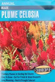 Cornucopia Plume Celosia Blaze - 14998