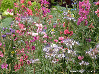 Renee's Garden Scatter Garden Pollinator Flowers - 15100