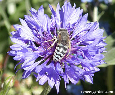 Renee's Garden Scatter Garden Pollinator Flowers - 15100