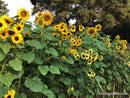 Renee's Garden Scatter Garden Summer Sunflowers - 15102