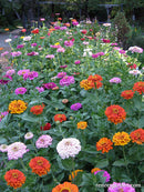 Renee's Garden Scatter Garden Rainbow Zinnia - 15103