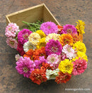 Renee's Garden Scatter Garden Rainbow Zinnia - 15103